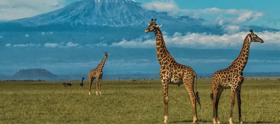Amboseli-National-Park