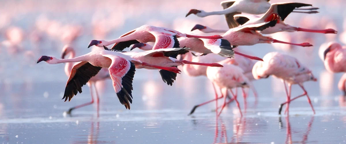 Flamingos-in-Lake-Nakuru-National-Parksss-ezgif.com-jpg-to-webp-converter