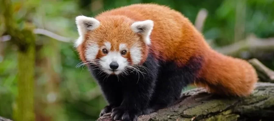 Namdapha-National-Park-Red-Panda