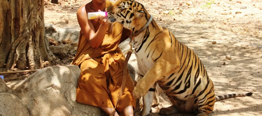 Tiger-Temple-Thailand