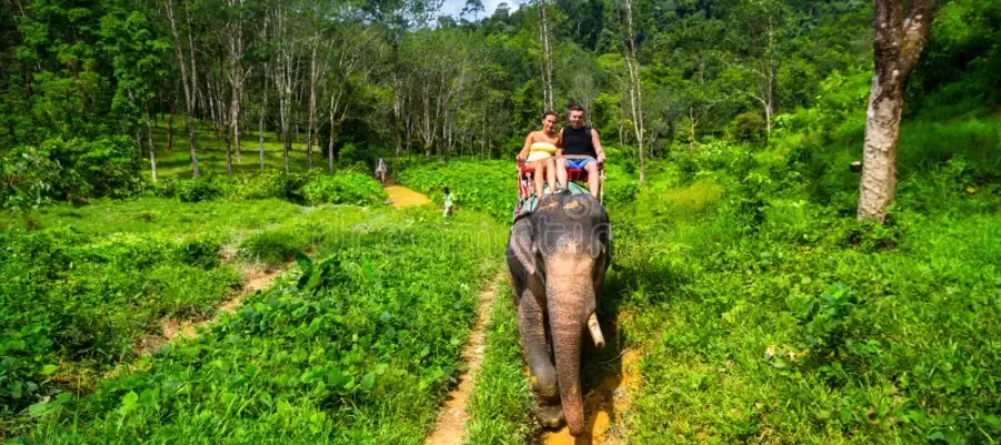elephant-trekking-khao-sok-national-park-thailand-elephant-trekking-khao-sok-national-park-thailand-188496401